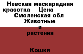 Невская маскарадная красотка! › Цена ­ 20 000 - Смоленская обл. Животные и растения » Кошки   . Смоленская обл.